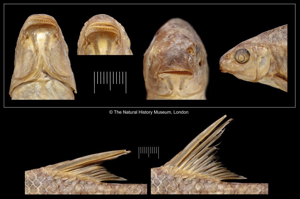 Varicorhinus varicostoma Boulenger, 1910
